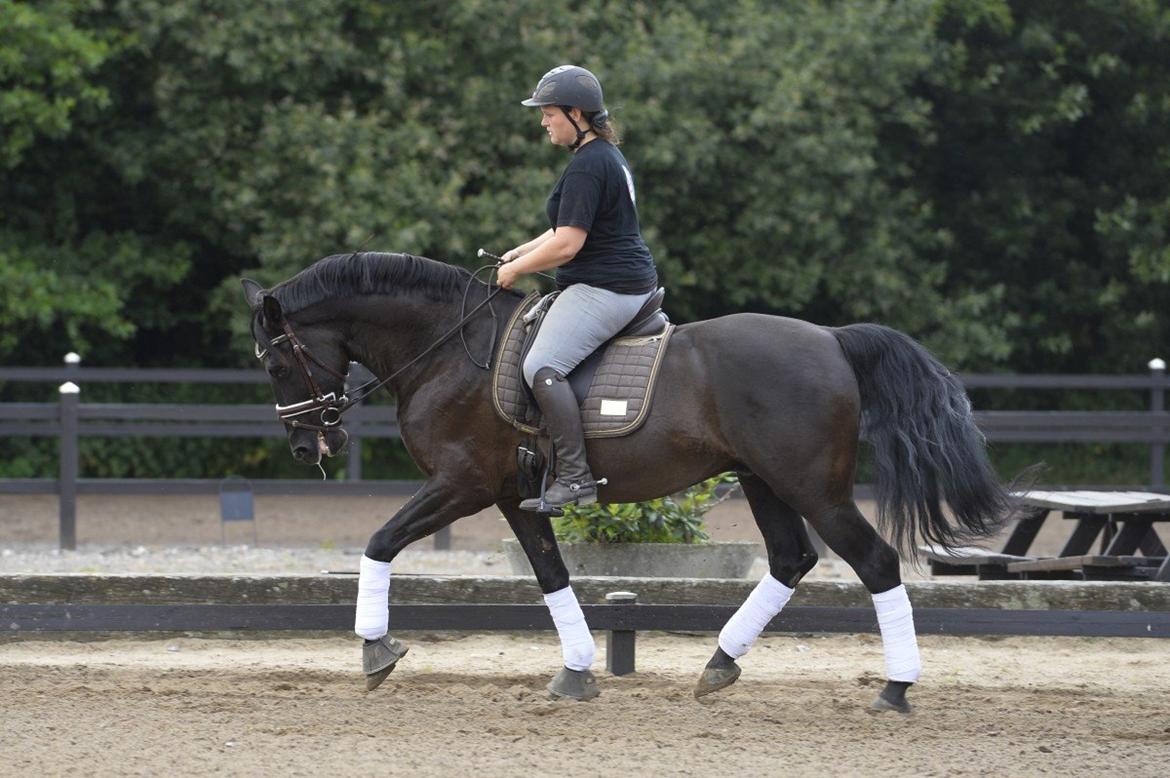 Lusitano Macho De José [Himmelhest] billede 45