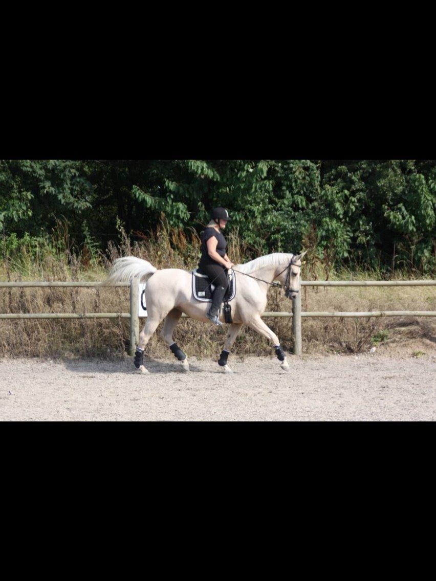 Palomino Sovangs Cacharel billede 1