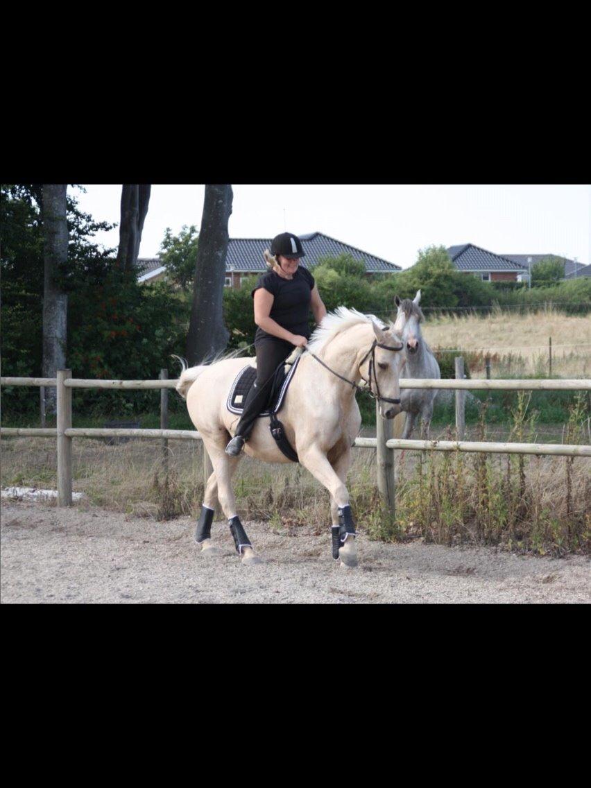 Palomino Sovangs Cacharel billede 2