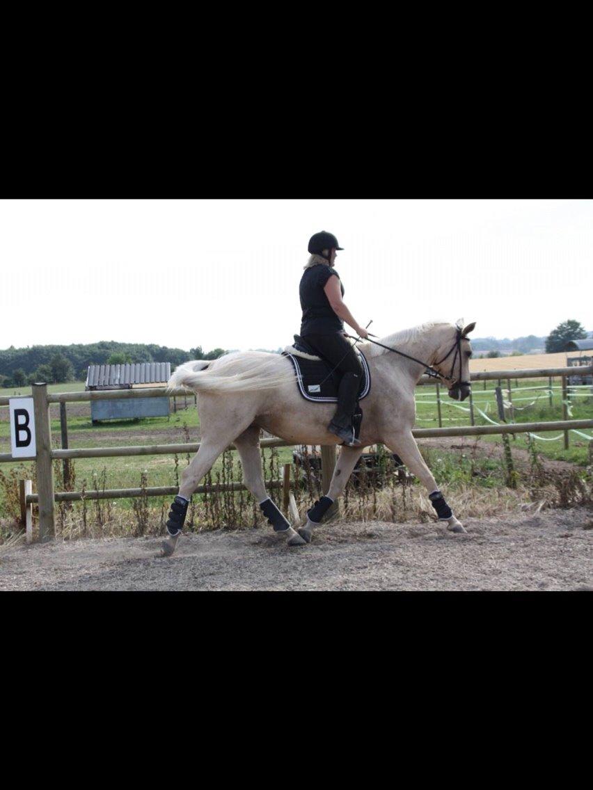 Palomino Sovangs Cacharel billede 4