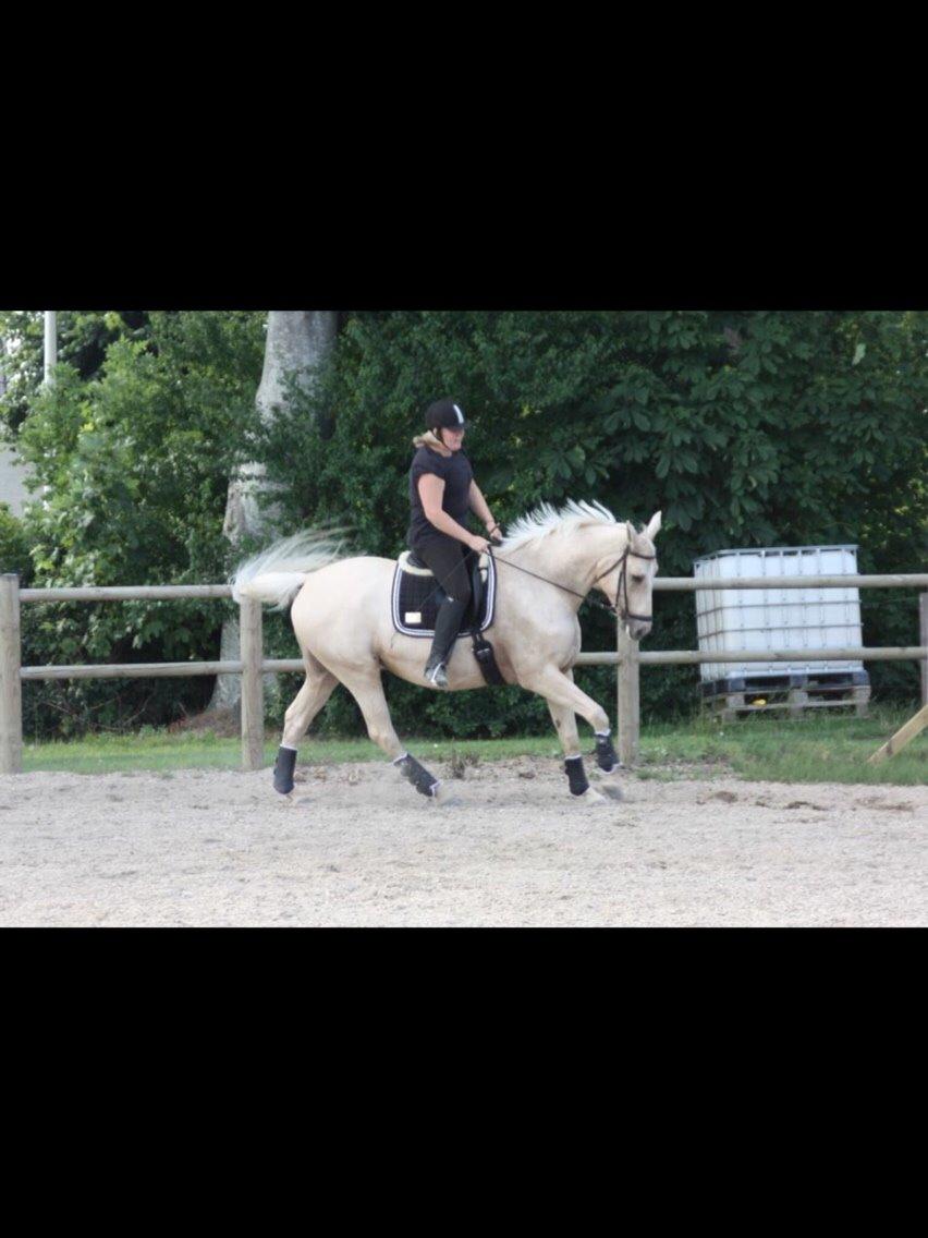 Palomino Sovangs Cacharel billede 3