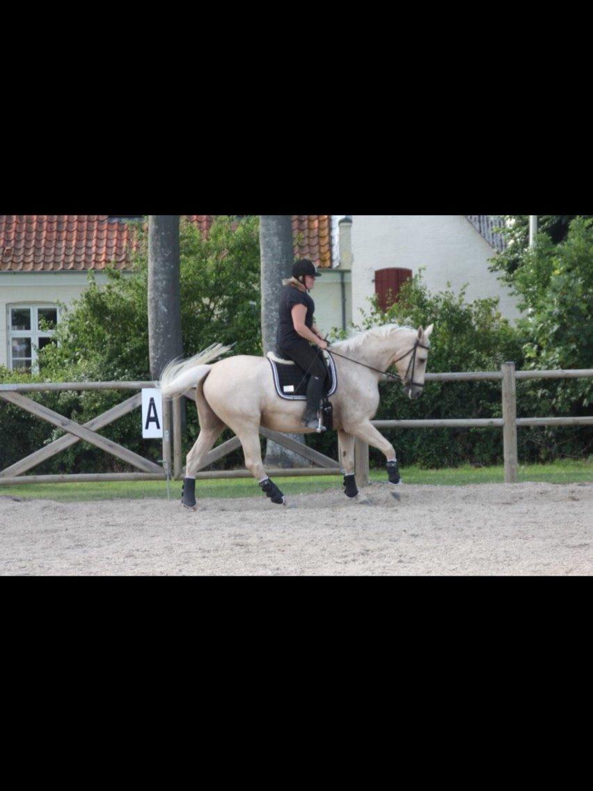 Palomino Sovangs Cacharel billede 5