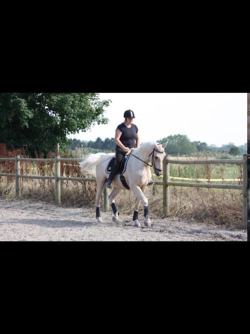 Palomino Sovangs Cacharel billede 6