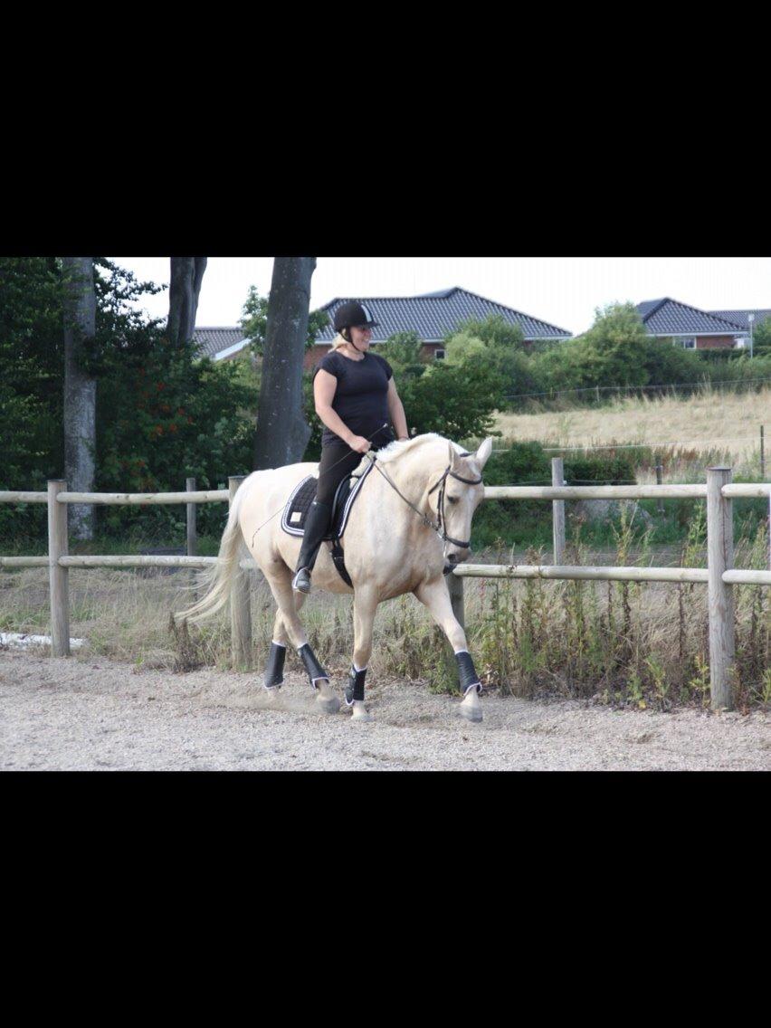 Palomino Sovangs Cacharel billede 8