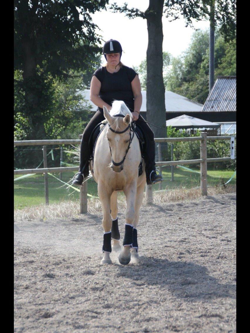 Palomino Sovangs Cacharel billede 7
