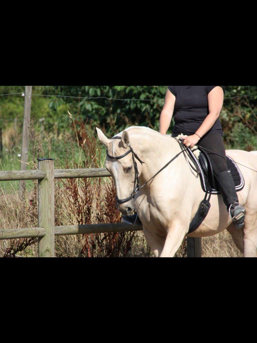 Palomino Sovangs Cacharel billede 9