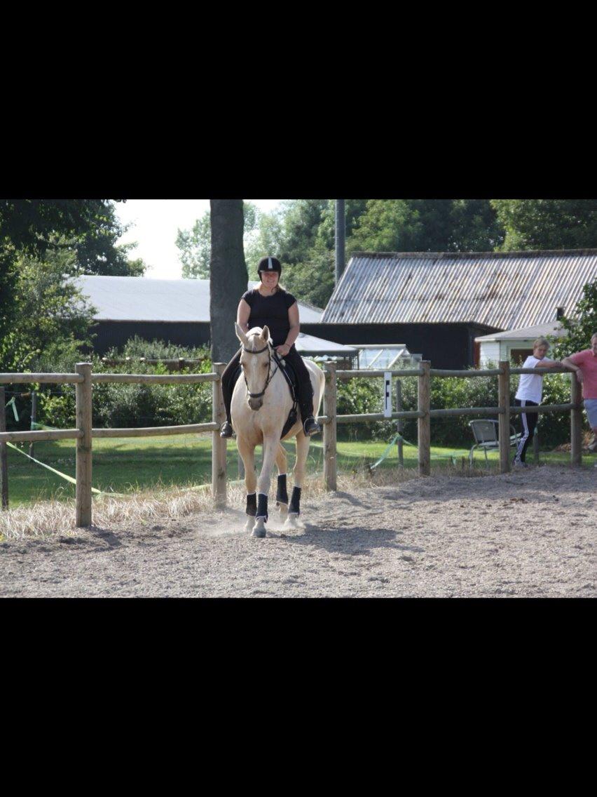 Palomino Sovangs Cacharel billede 10
