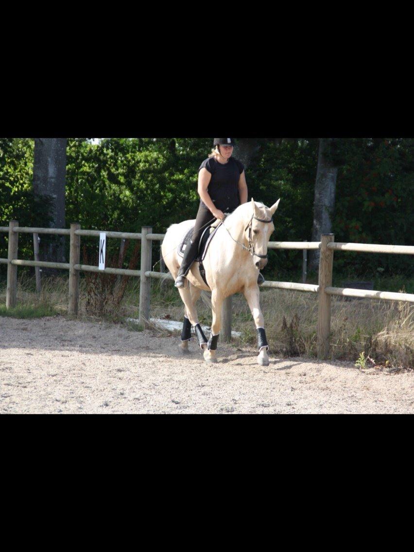 Palomino Sovangs Cacharel billede 11