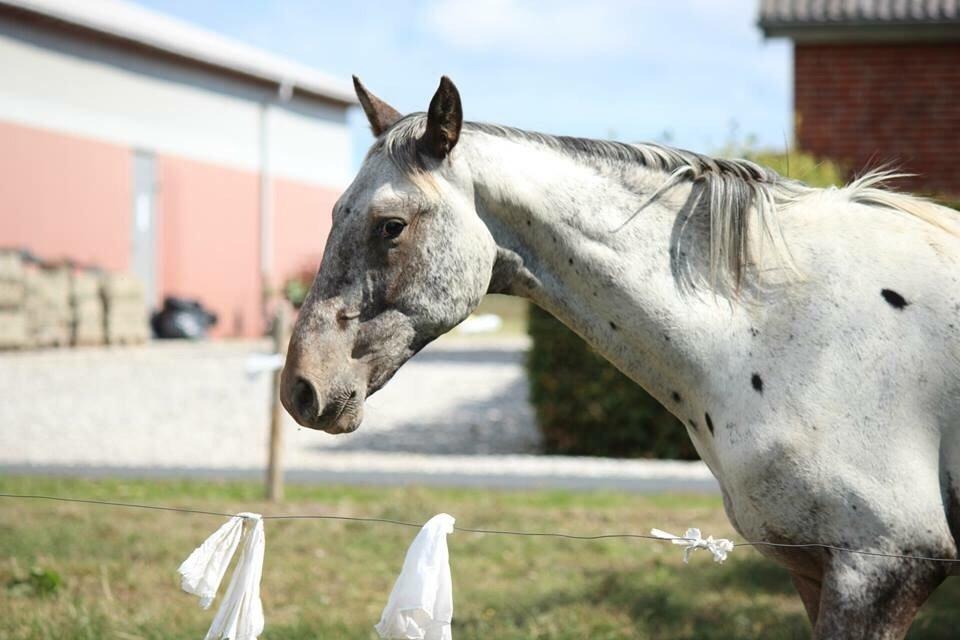 Knabstrupper Friis' Dexter billede 18