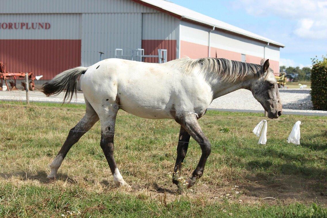 Knabstrupper Friis' Dexter billede 19
