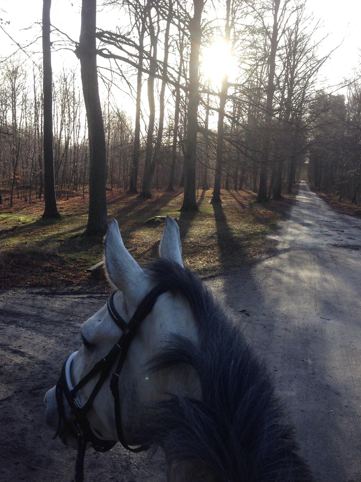 Anden særlig race Søndergårds Ravdi billede 12