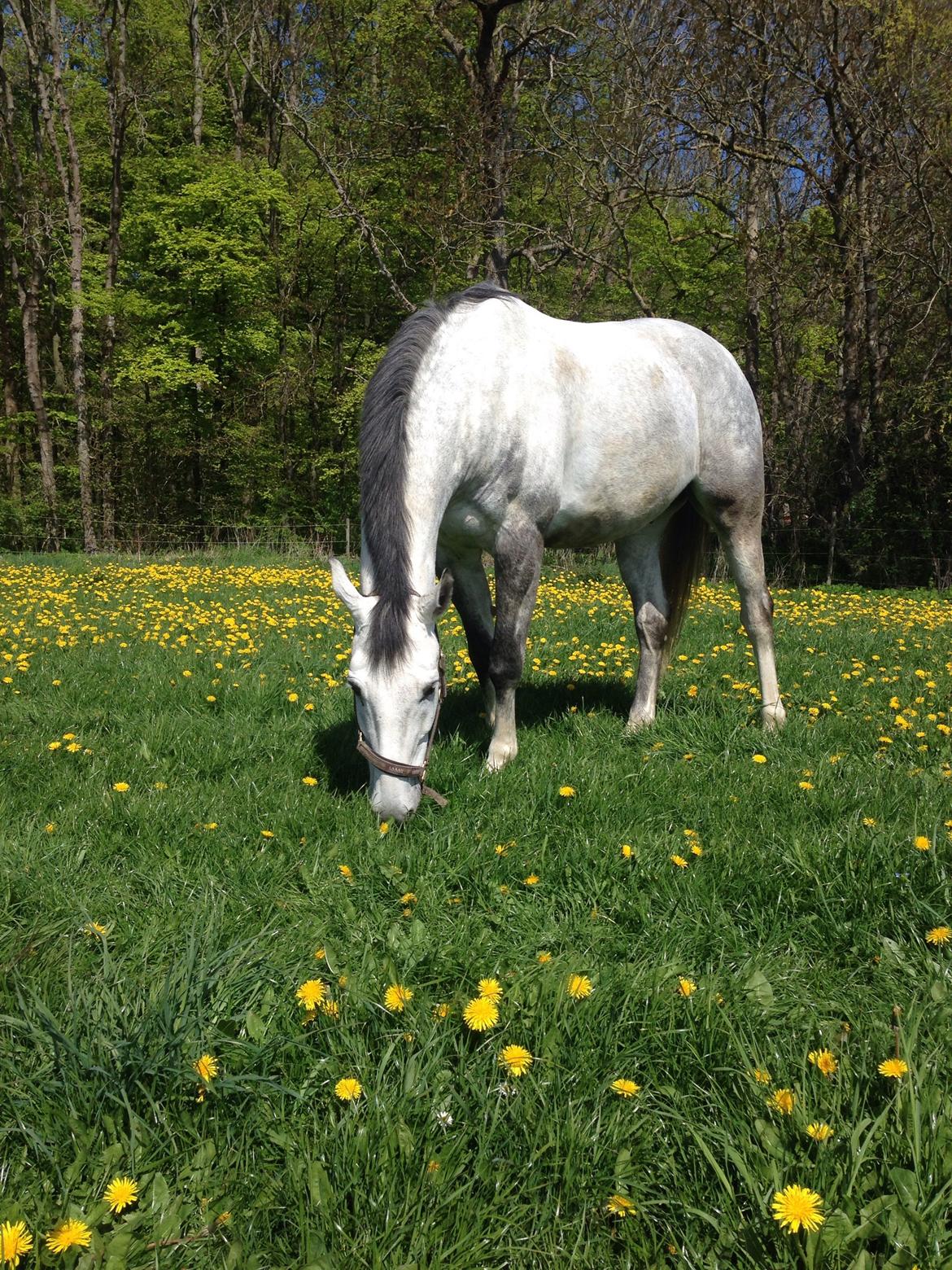 Anden særlig race Søndergårds Ravdi billede 13