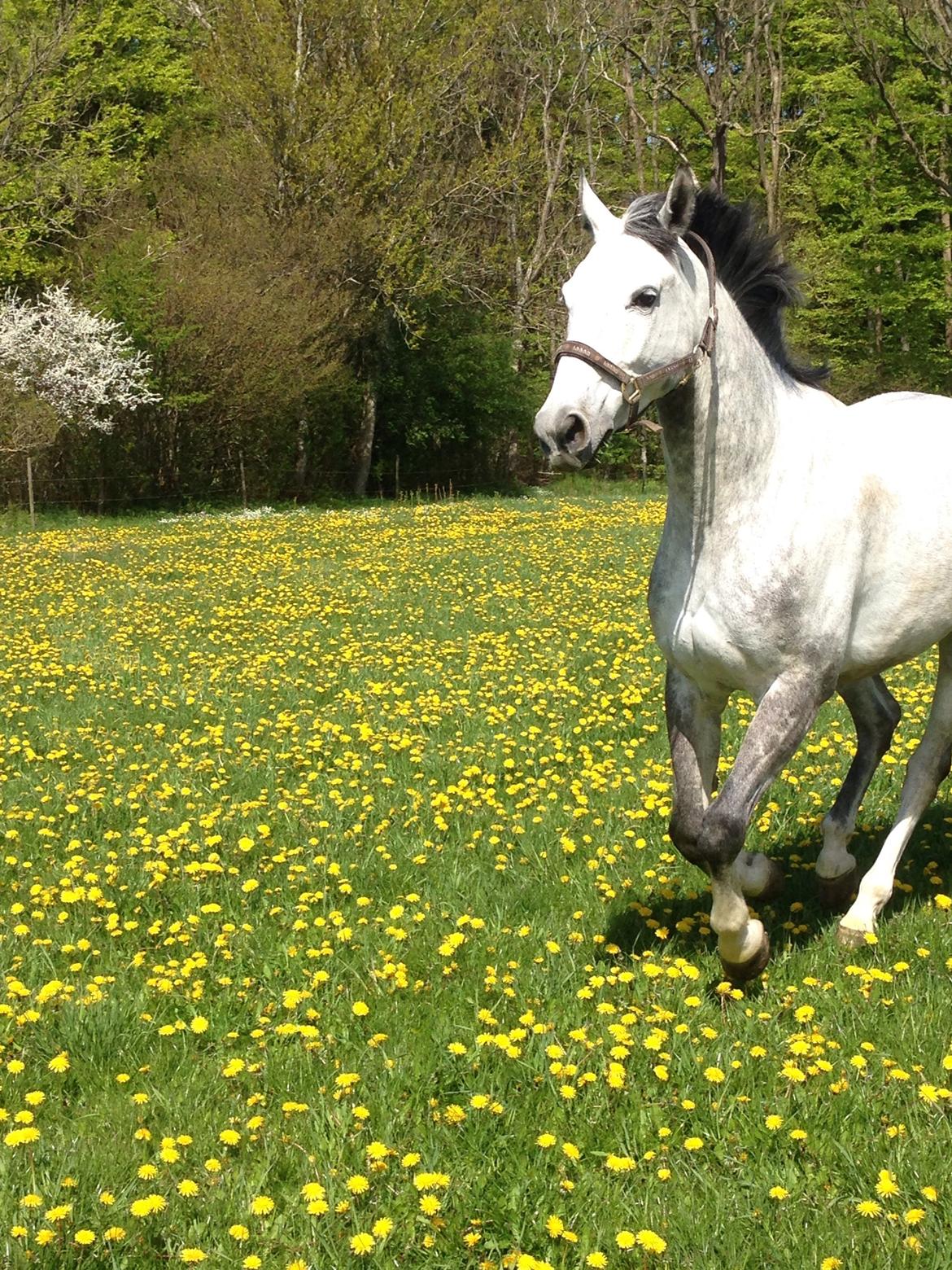 Anden særlig race Søndergårds Ravdi billede 15