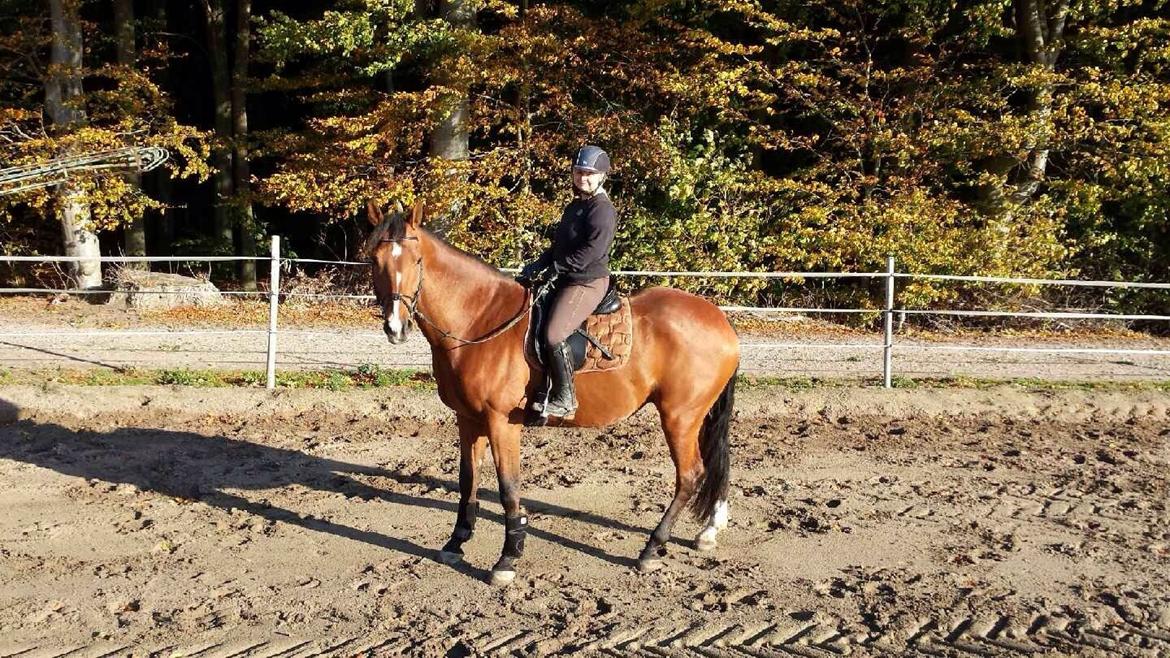 Dansk Varmblod Lisandro billede 10