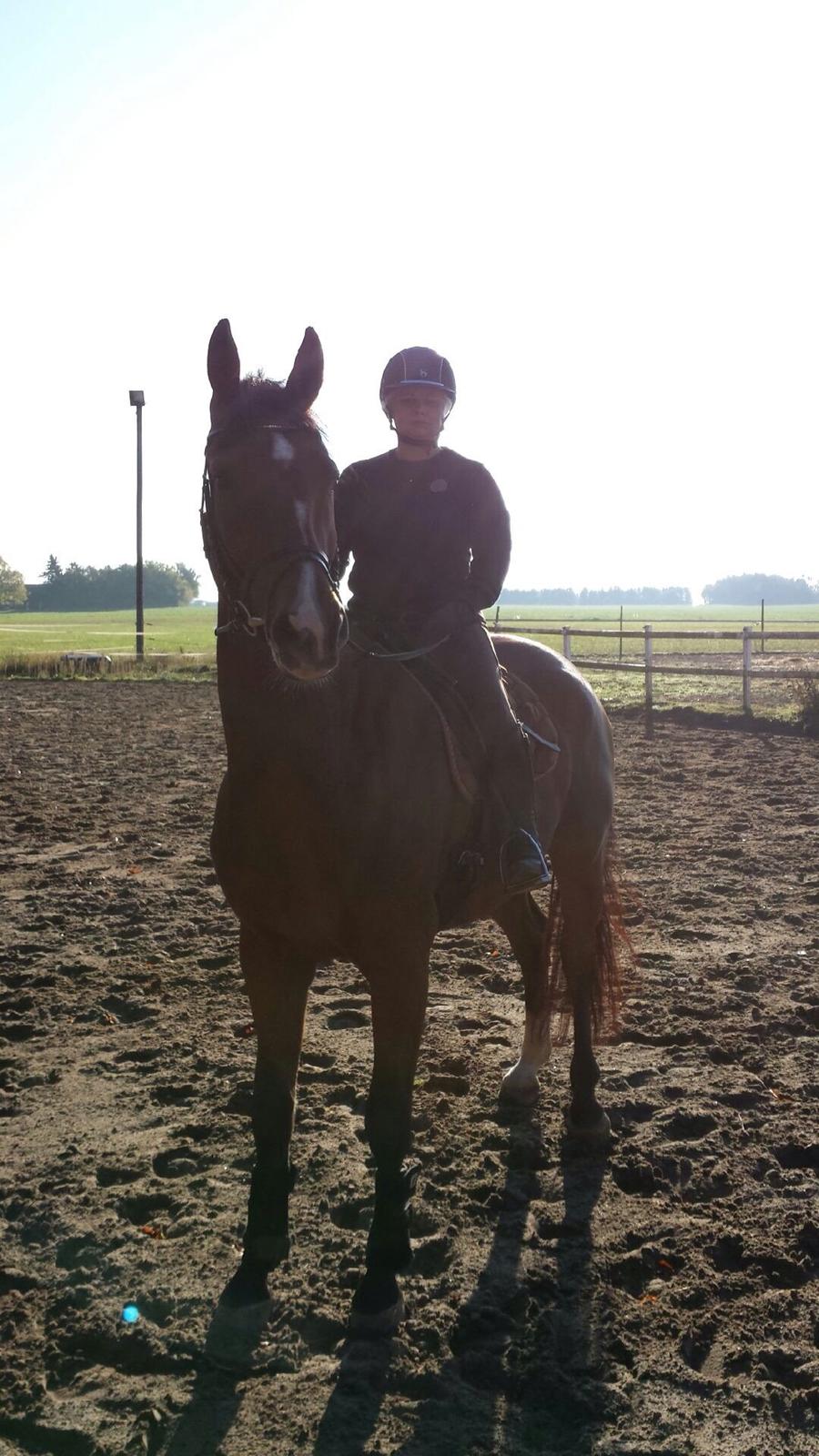 Dansk Varmblod Lisandro billede 11