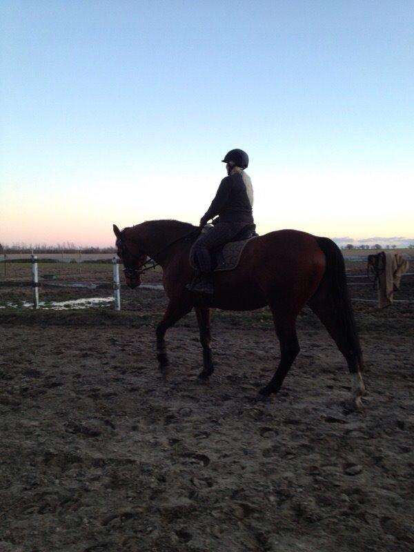 Dansk Varmblod Lisandro billede 12