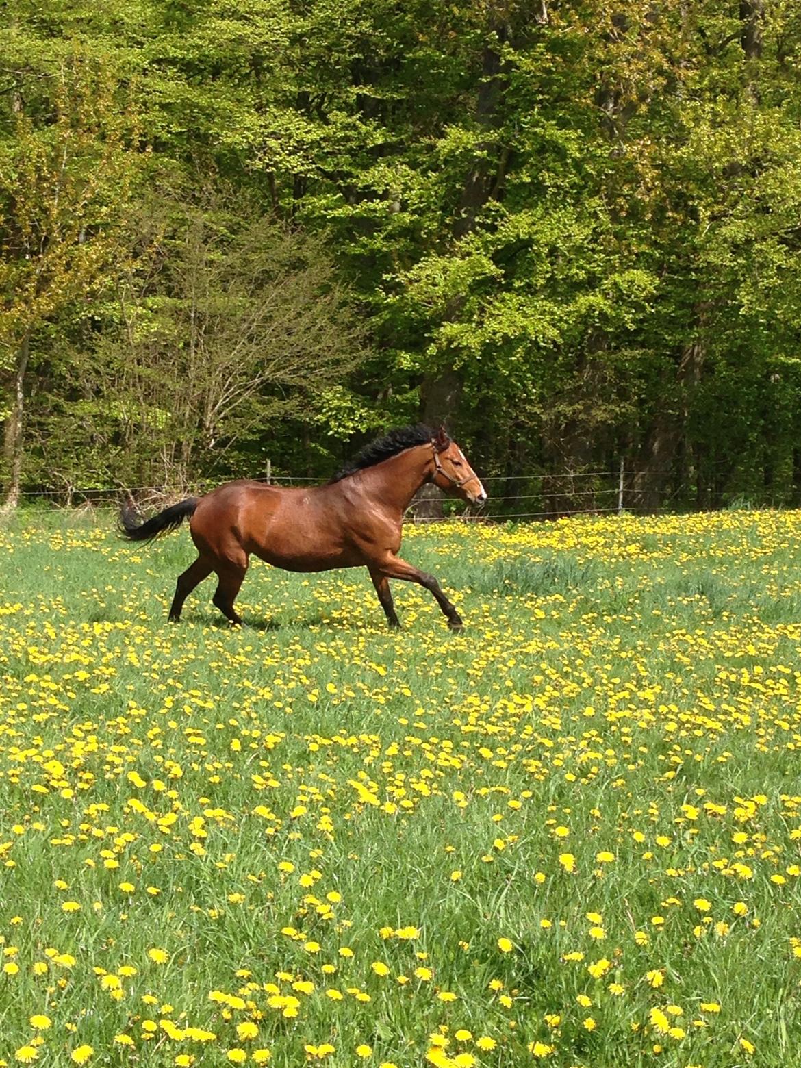 Dansk Varmblod Lisandro billede 14