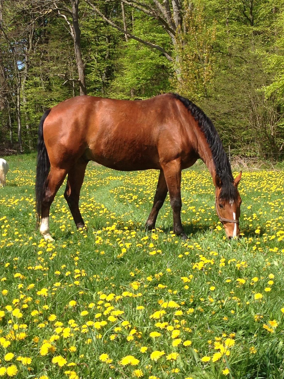 Dansk Varmblod Lisandro billede 13