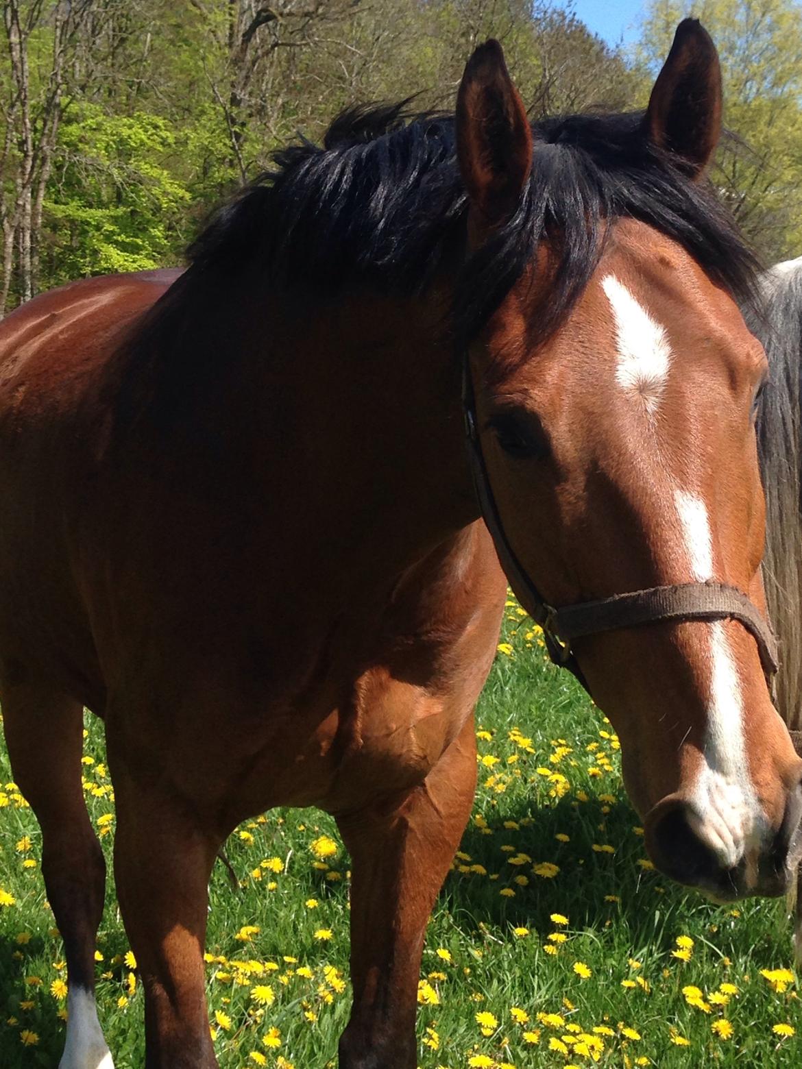 Dansk Varmblod Lisandro billede 15