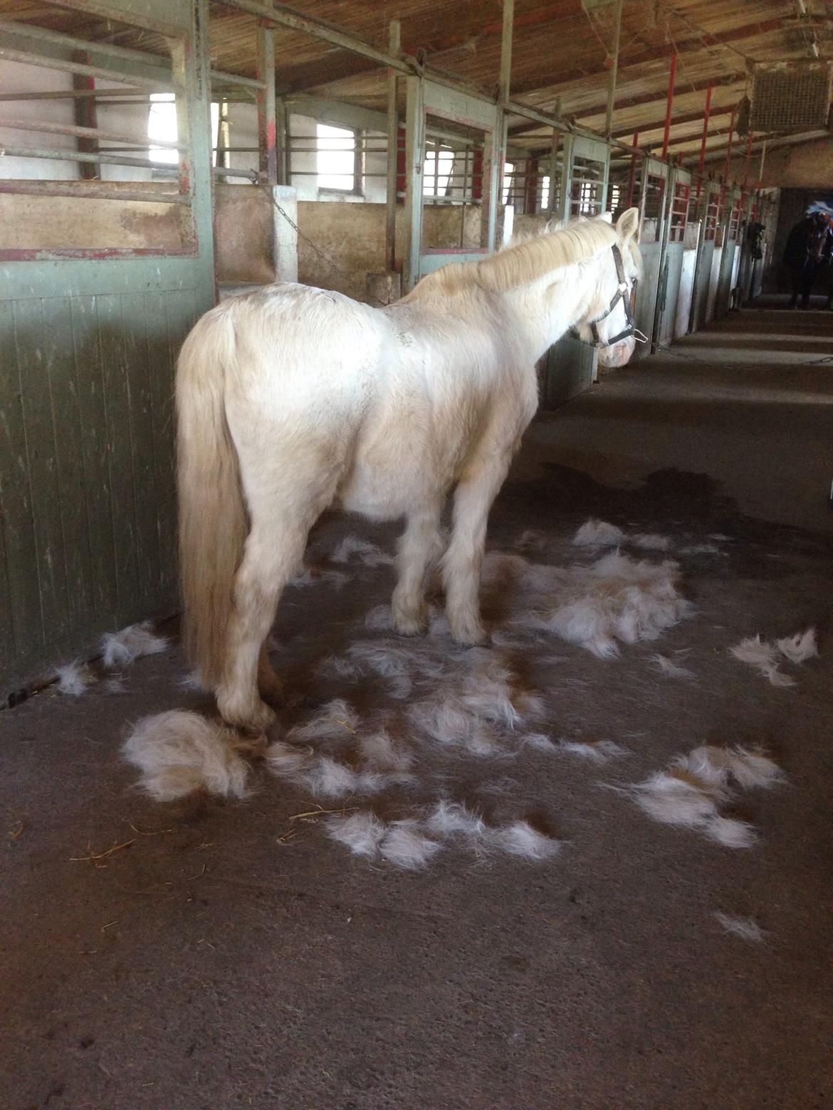 Welsh Pony (sec B) Møllegårds Gadila billede 1