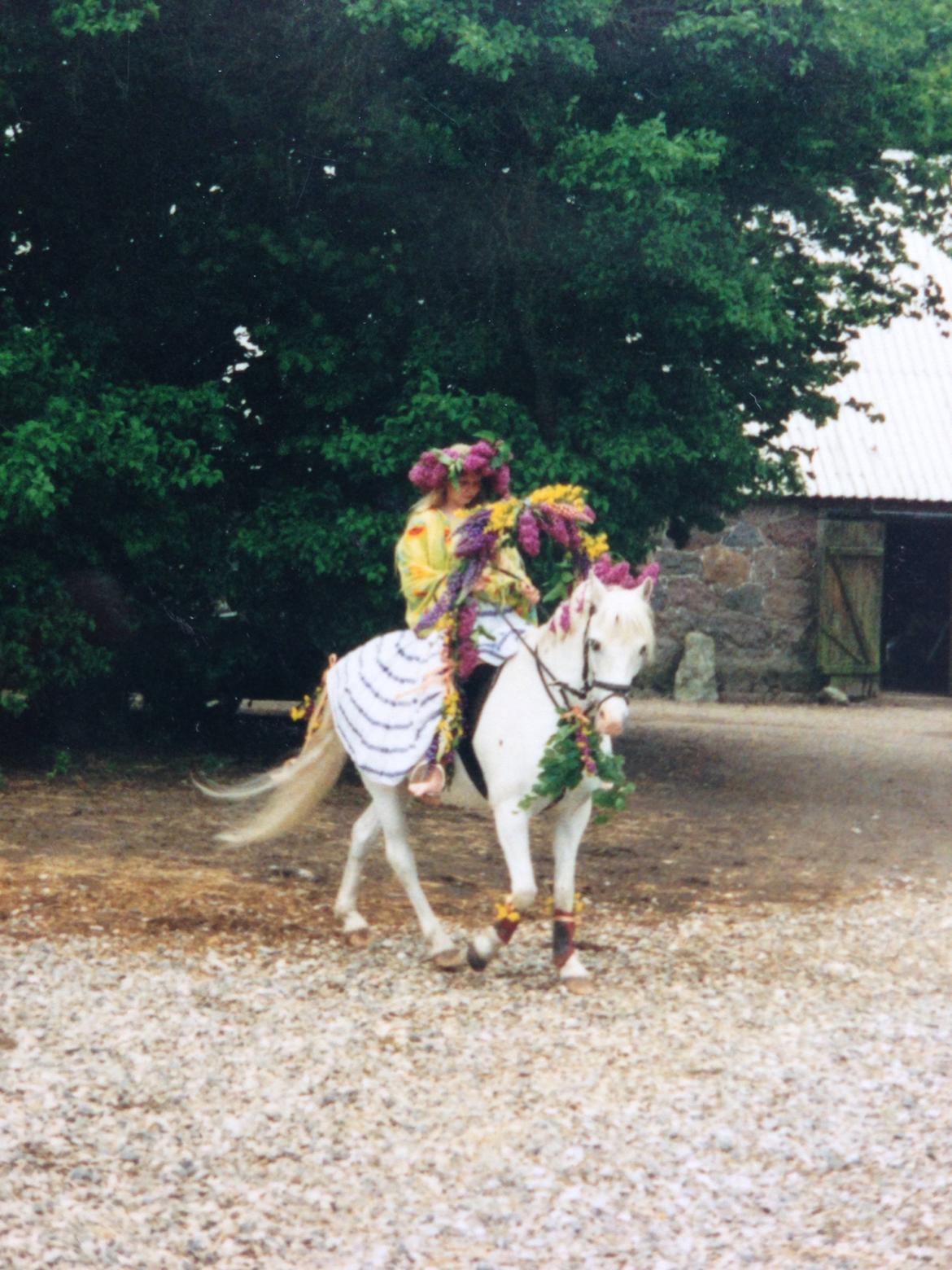 Welsh Pony (sec B) Møllegårds Gadila billede 3