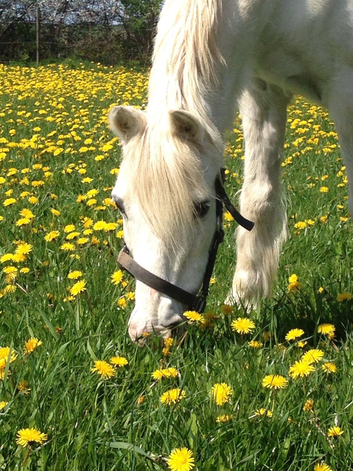 Welsh Pony (sec B) Møllegårds Gadila billede 2