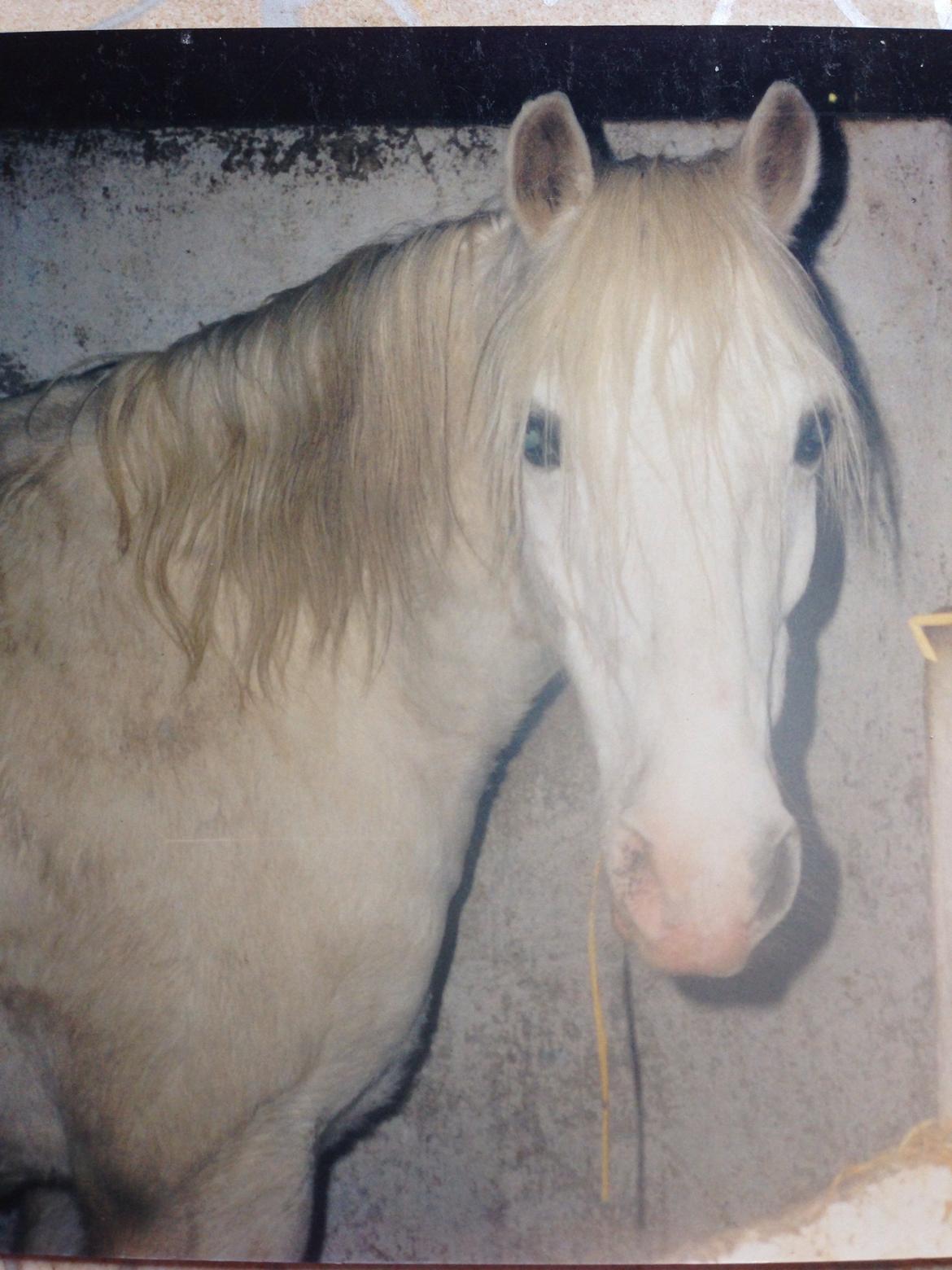 Welsh Pony (sec B) Møllegårds Gadila billede 5