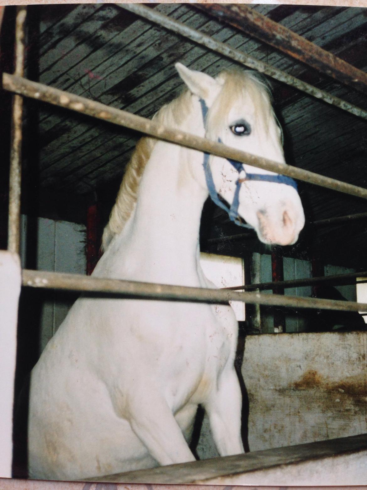 Welsh Pony (sec B) Møllegårds Gadila billede 4