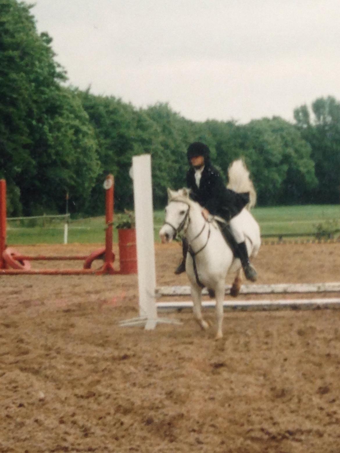 Welsh Pony (sec B) Møllegårds Gadila billede 6