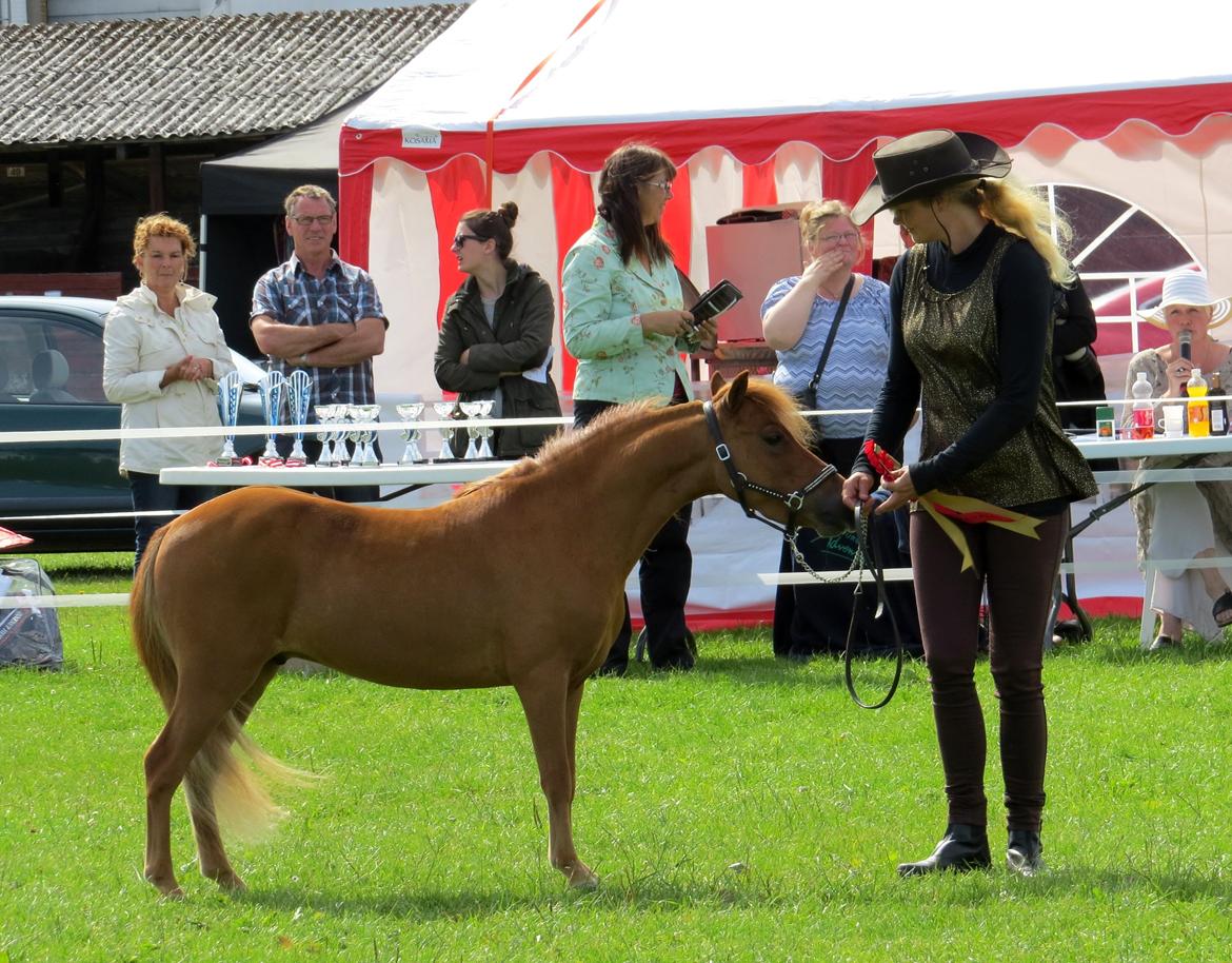 Amerikansk Miniature Marielunds Supreme Noble Fire billede 8