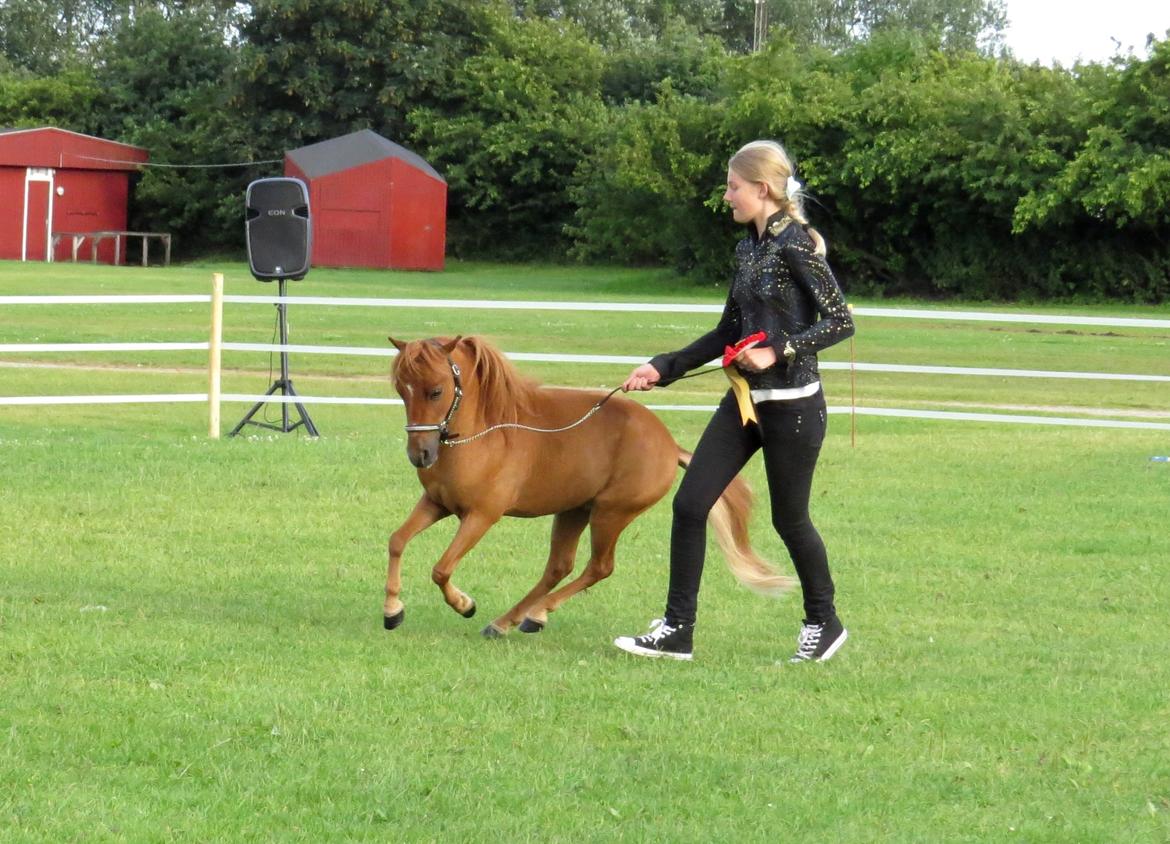 Amerikansk Miniature Marielunds Supreme Noble Fire billede 10