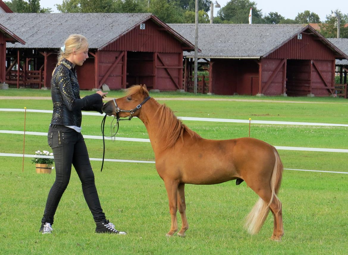 Amerikansk Miniature Marielunds Supreme Noble Fire billede 11