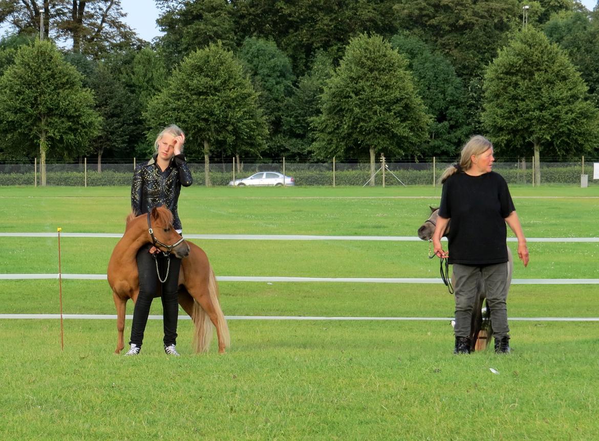 Amerikansk Miniature Marielunds Supreme Noble Fire billede 12