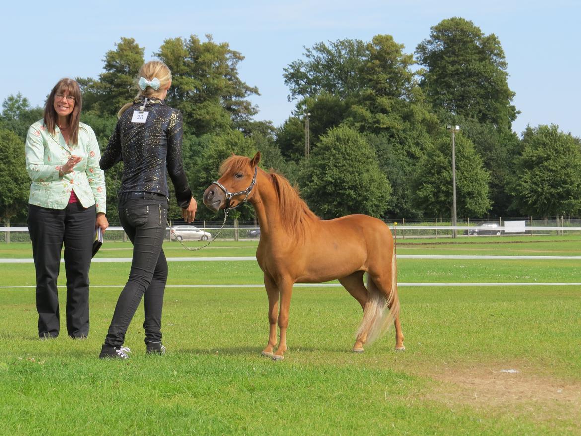 Amerikansk Miniature Marielunds Supreme Noble Fire billede 9