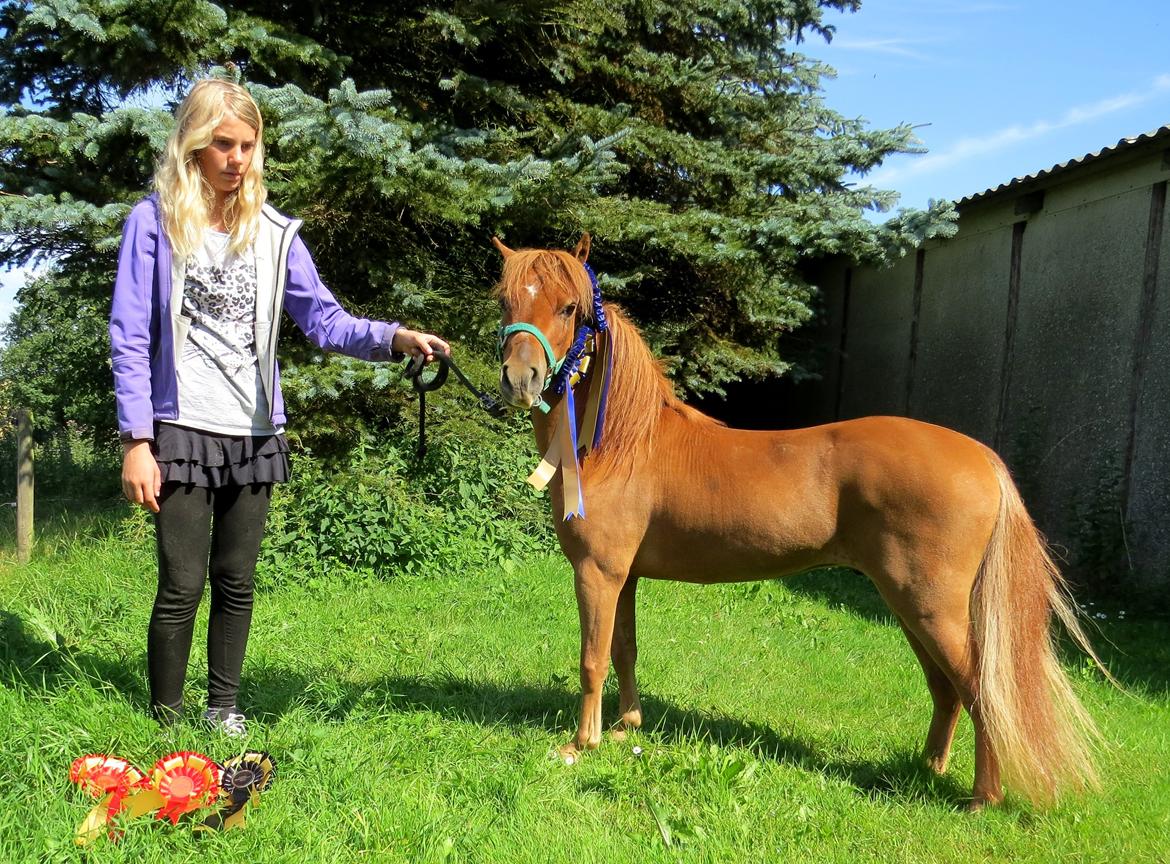 Amerikansk Miniature Marielunds Supreme Noble Fire billede 13