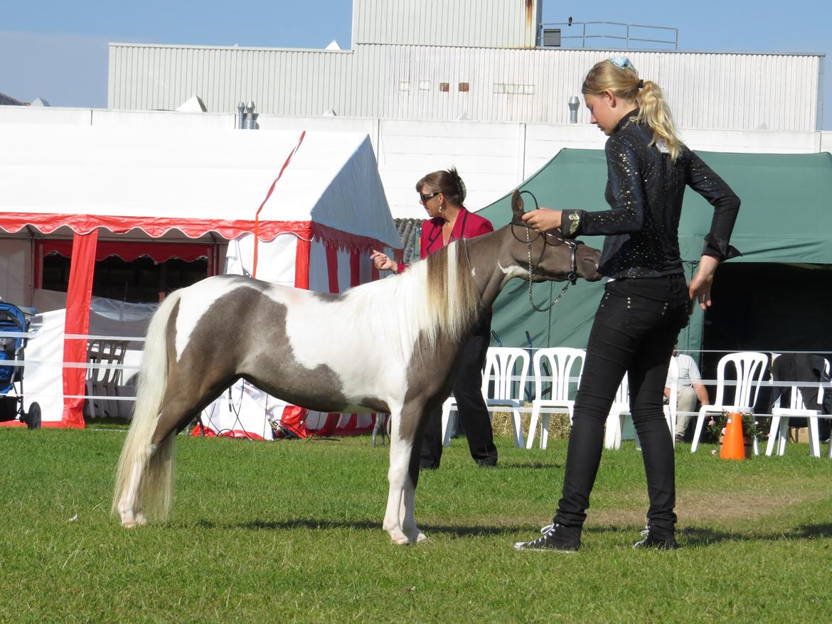 Belgisk Miniature MHS Ultra Denique Showgirl billede 36