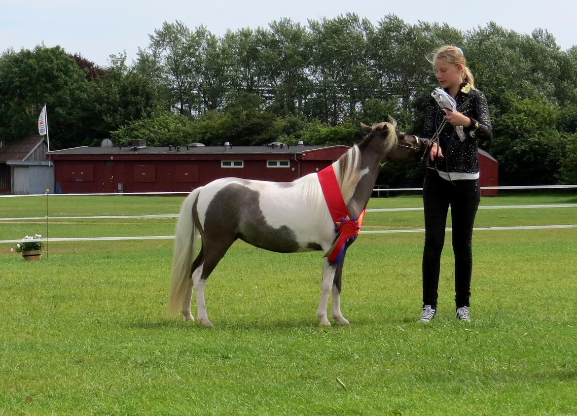 Belgisk Miniature MHS Ultra Denique Showgirl billede 37