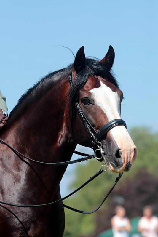 Welsh Cob (sec D) Kildegaards Sir Robert billede 2