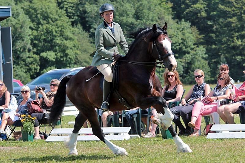 Welsh Cob (sec D) Kildegaards Sir Robert billede 1