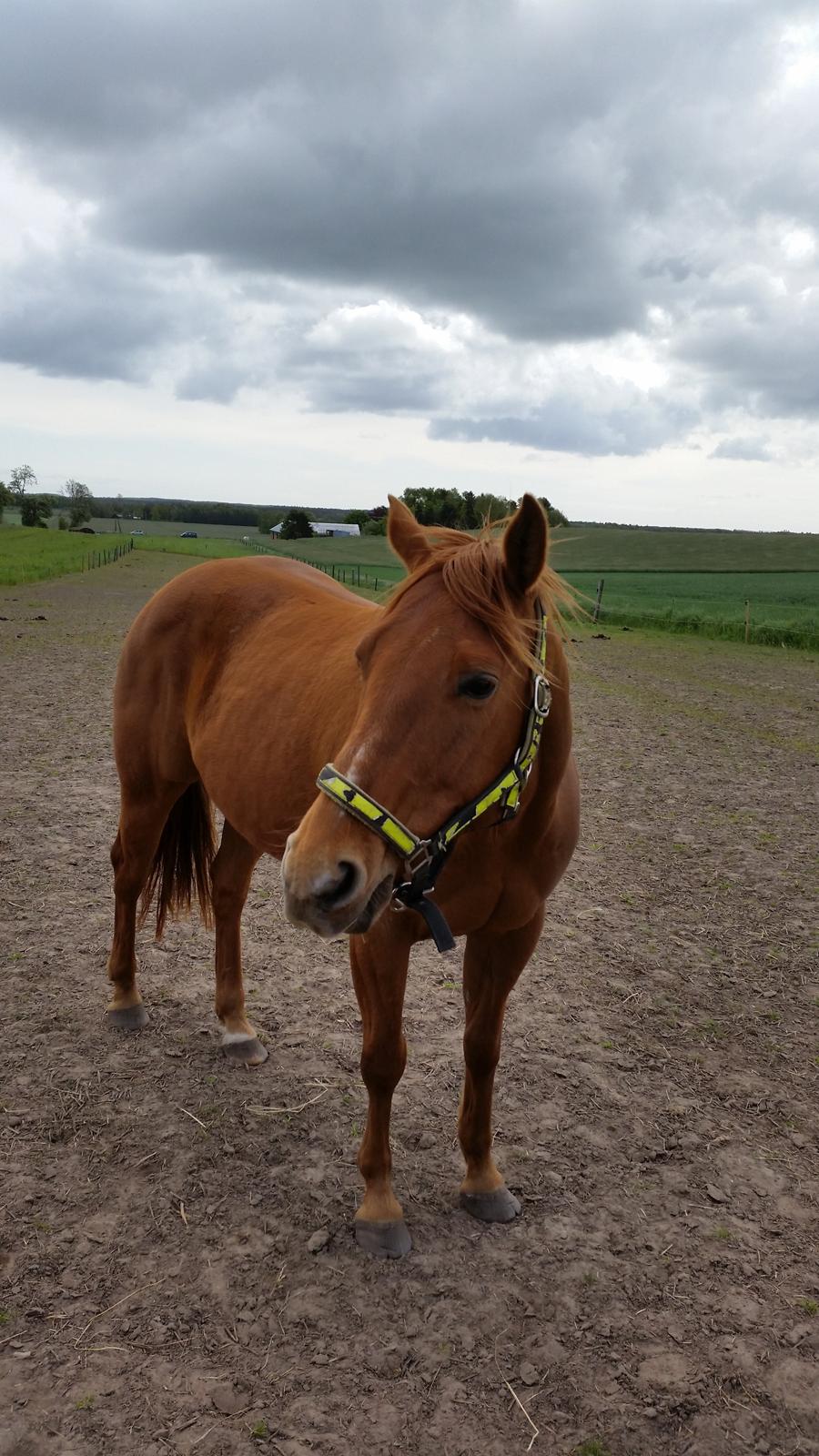 Quarter Rose (Langagergård) billede 15
