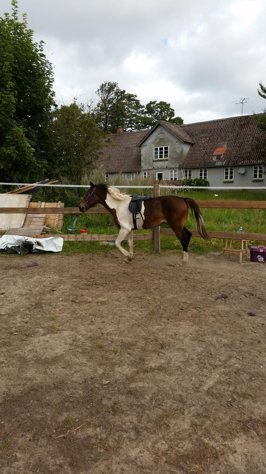 Anden særlig race Walker billede 13