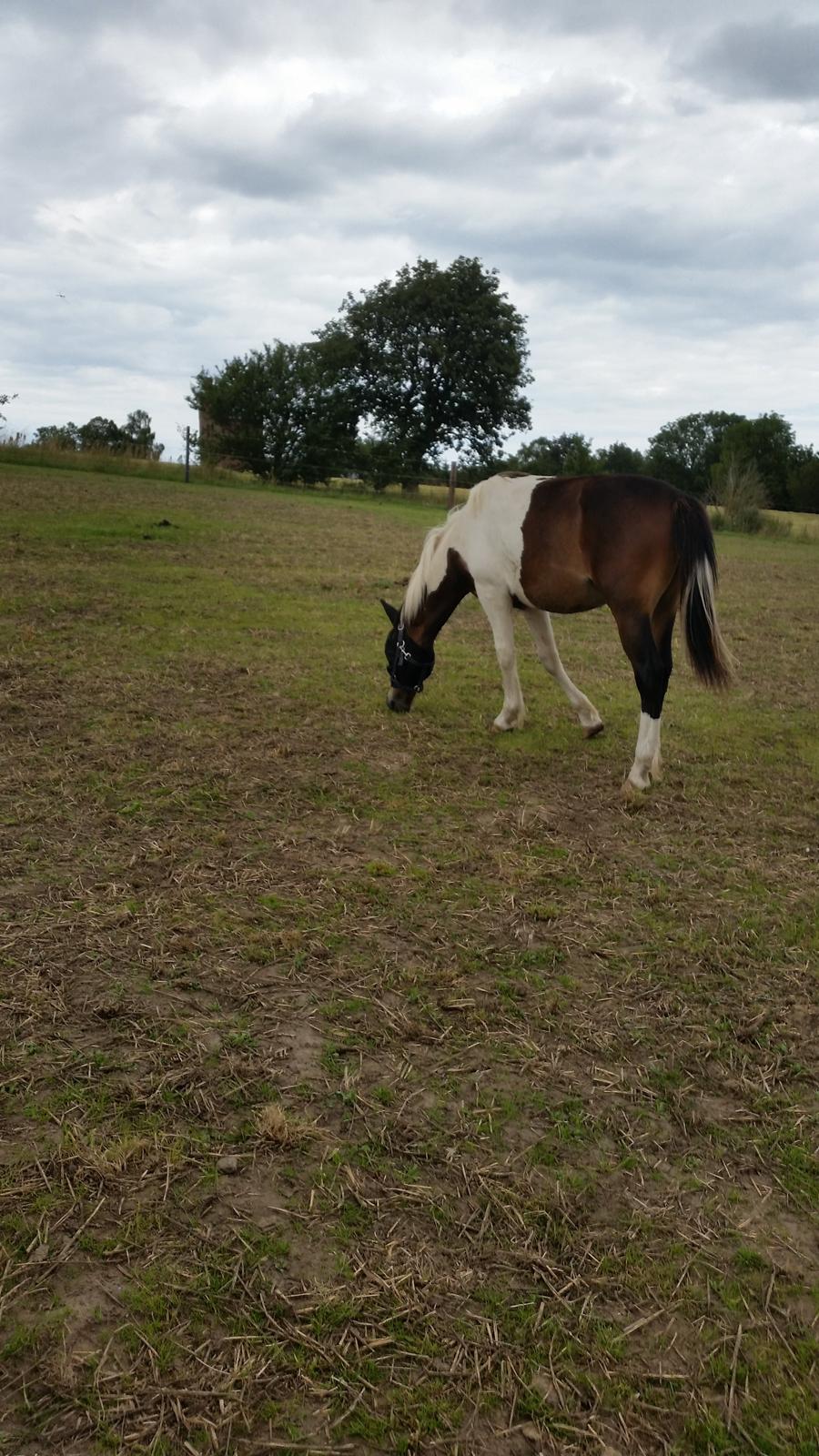 Anden særlig race Walker billede 16