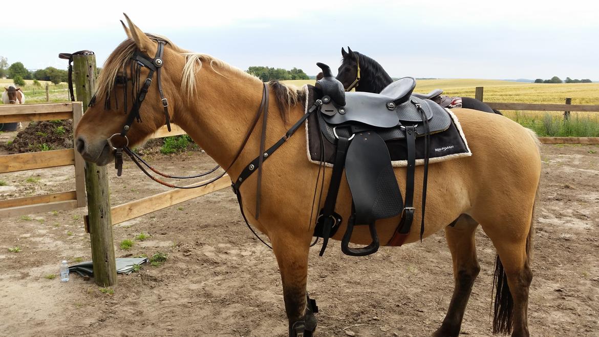 Anden særlig race Lille Kalle billede 12