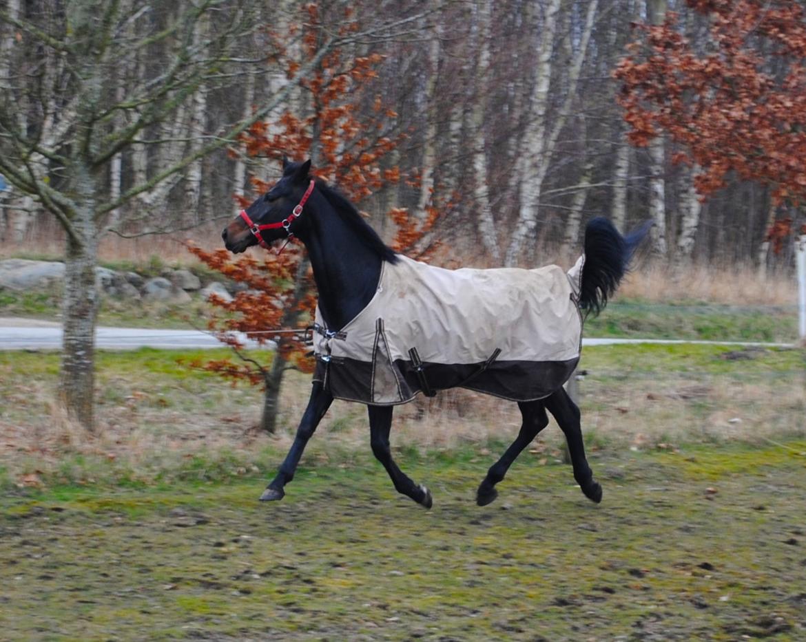 Anden særlig race Galgebakken's Samantha billede 2
