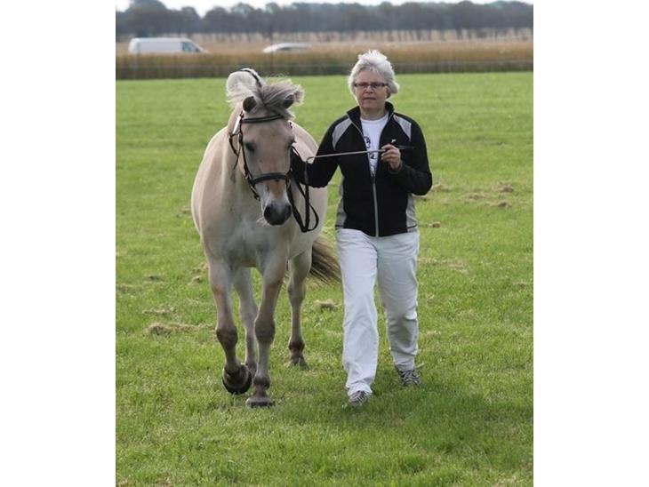 Fjordhest Gaja Kvistgaard billede 4