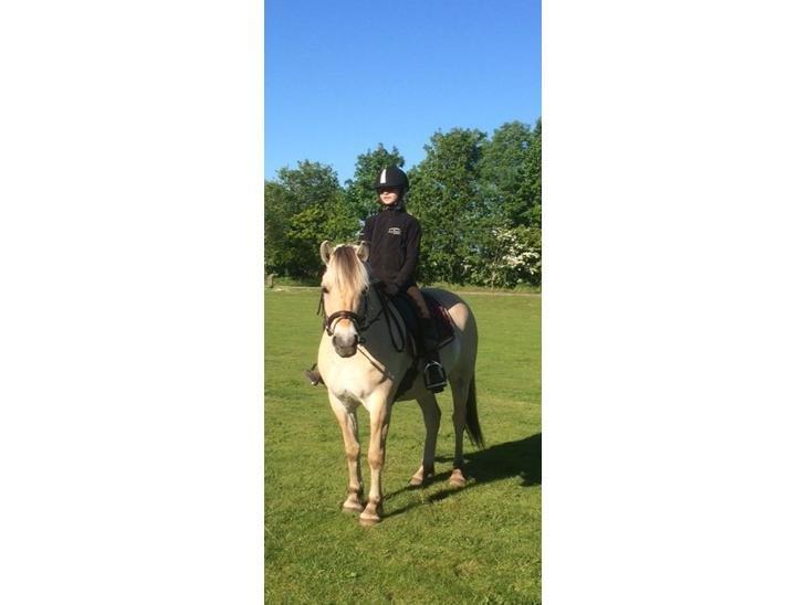 Fjordhest Gaja Kvistgaard billede 5