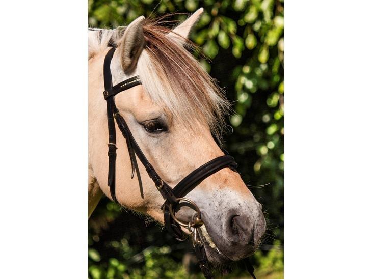 Fjordhest Gaja Kvistgaard billede 6