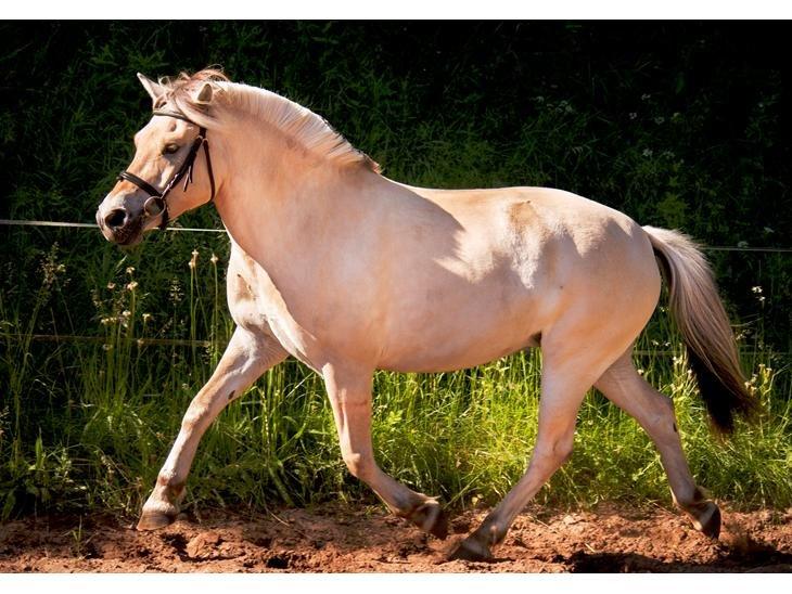 Fjordhest Gaja Kvistgaard billede 7