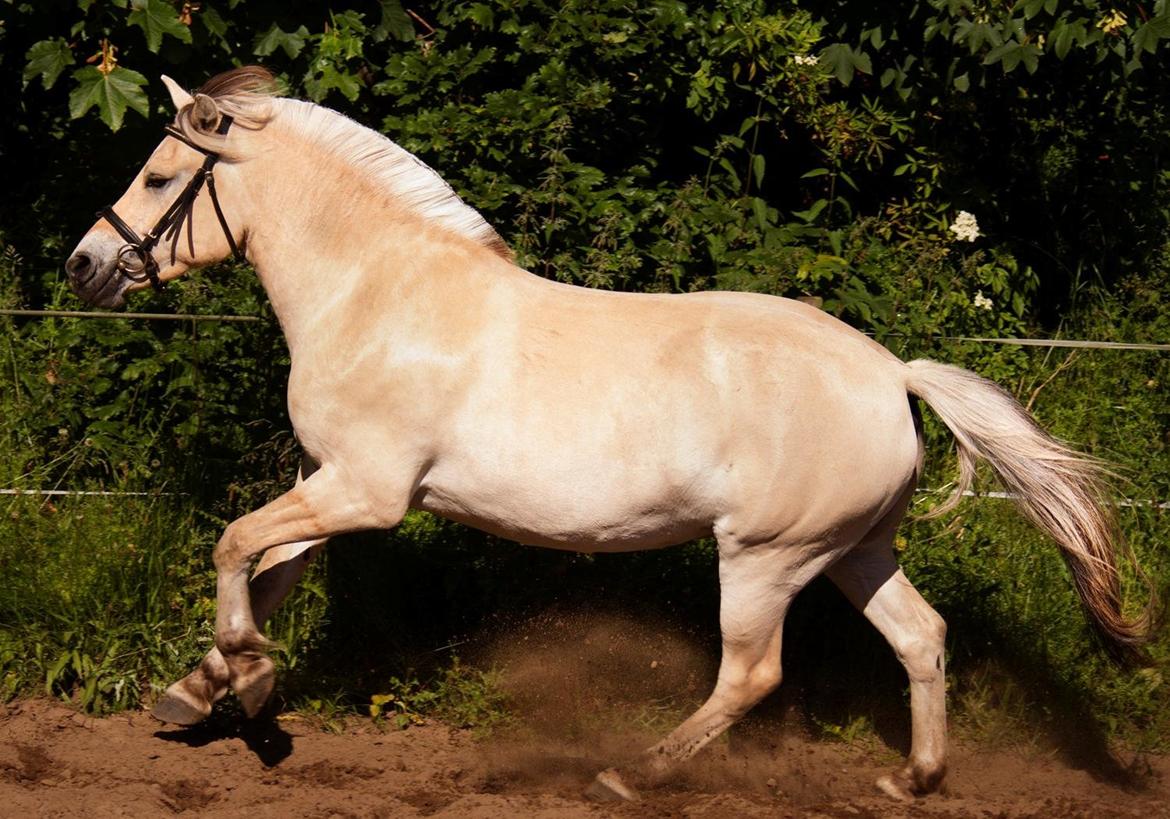 Fjordhest Gaja Kvistgaard billede 8