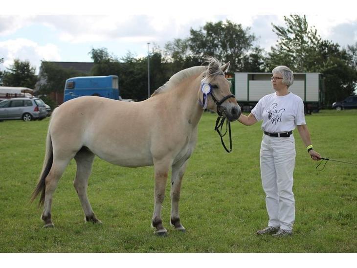 Fjordhest Gaja Kvistgaard billede 3